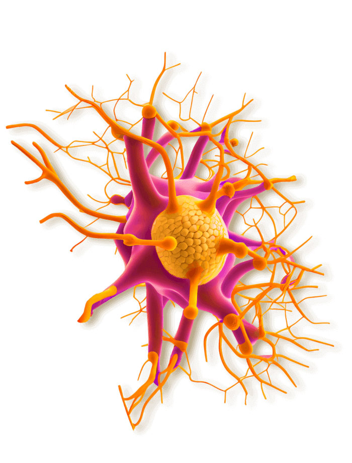 3D model of a neuron