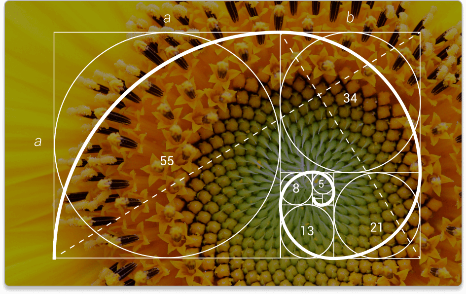 Sunflower with the Golden Ratio